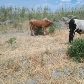 okûz