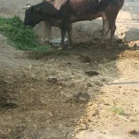 GYSYR SYGYR