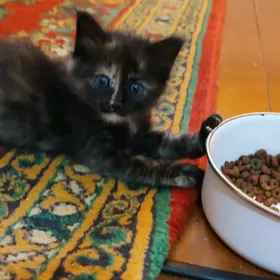 котята