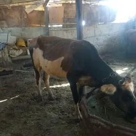 sygyr