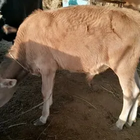 Öküzçe
