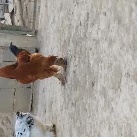 towuk  balakly