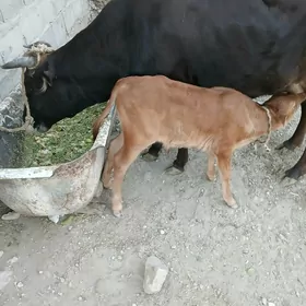 tanaly sygyr