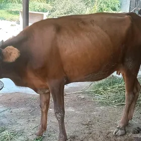 Goleli sygyr