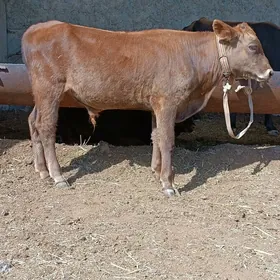 Öküz