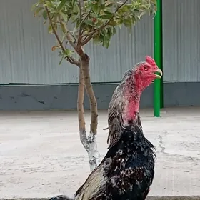 tasket horoz