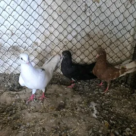 kepderi