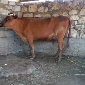 sygyr