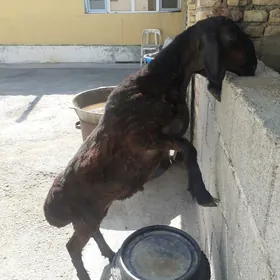 Tokli