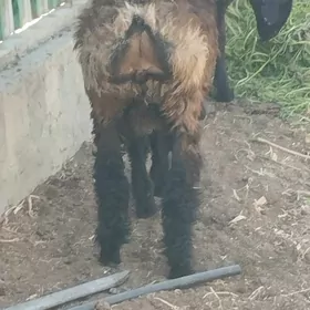 TÜRKMEN GOĢ