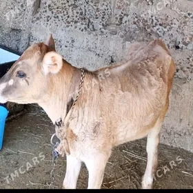 Tuwe 5 aýlyk