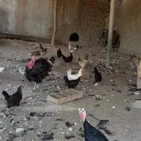 towuk horaz induk juje