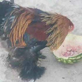 Brama