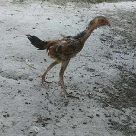 baysow juja