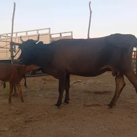 göleli.