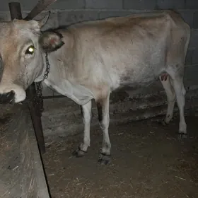 sygyr