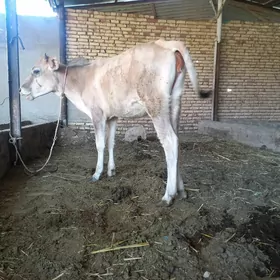 gulojun.