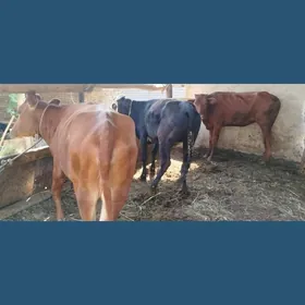 semiz unajynlar