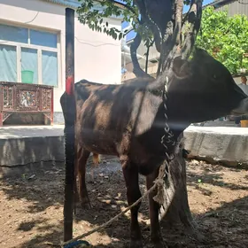 swet okuzce