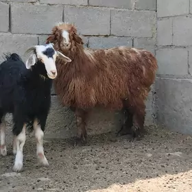 tokly we cebiş