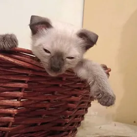 Шотландцы