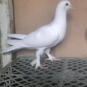 Кепдери
