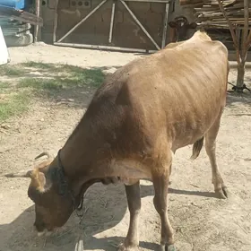şwes sygyr