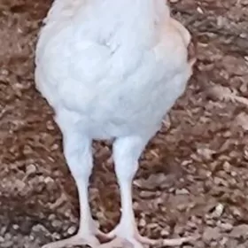 juje