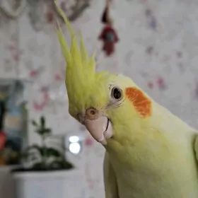 корелла