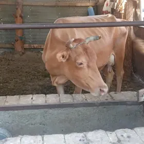 saglyk sygyr