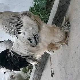 Brama horaz