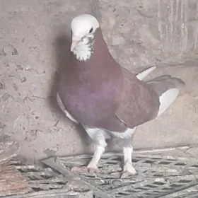 kepderi