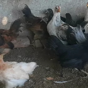 towuk juje mesny 5 aylyk sagdy