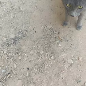 tohum pişik