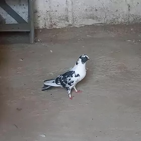 kepderi