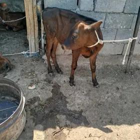 okuzçe