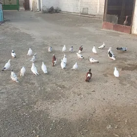 guşlar
