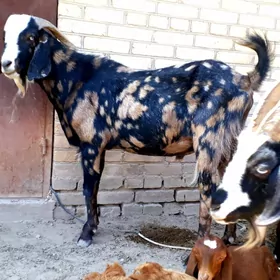 Pakistan Teke 