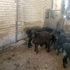 gisary goyunlar biçik