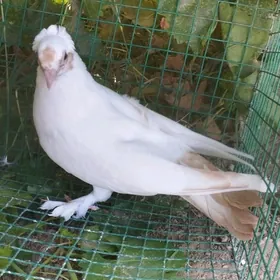Kepderi