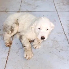 Türkmen köpek