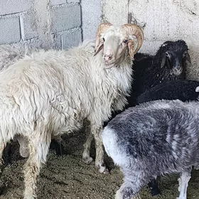 Turkmen goc arassa