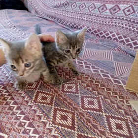 кошки