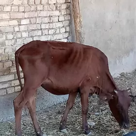 GYSYR GULAJYN