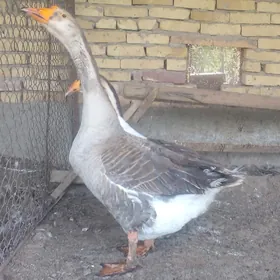 gazlar iri poroda