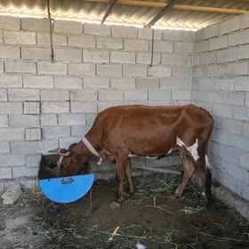 Gysyr sygyr