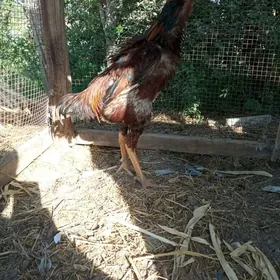 Baysow horaz