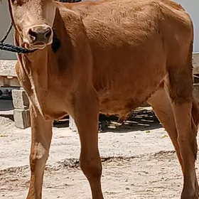 öküzçe