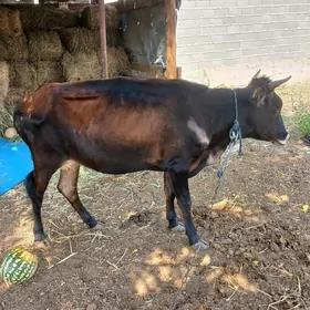 tüwe