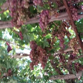 Gyzyl üzüm gelinbarmak